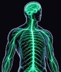 Retrained Nervous System